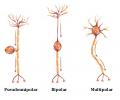 Hvad er en neuron?