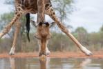 Giraffe: egenskaper, reproduksjon, nysgjerrigheter