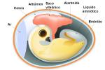 Embryonic attachments: what they are, functions