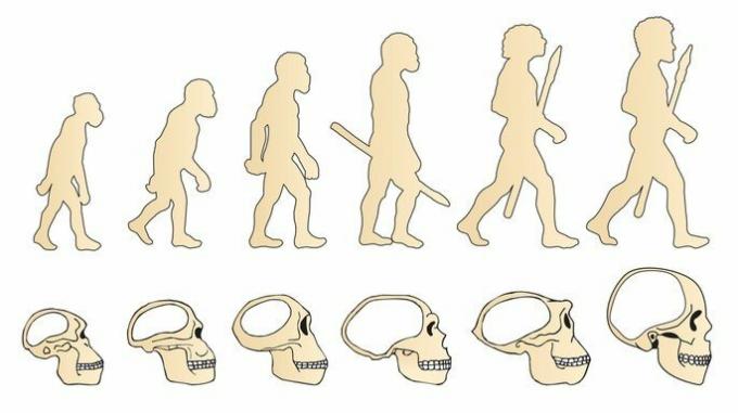 Homo sapiens: päritolu, klassifikatsioon ja areng
