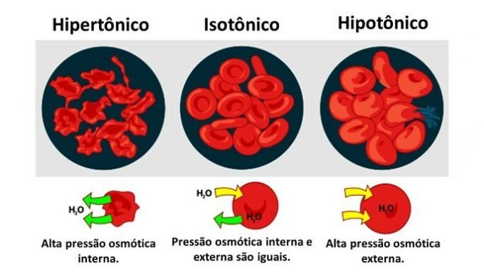 how osmosis occurs in an animal cell
