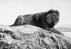 Kitlesel yok oluş: artık var olmayan 5 aslan türüyle tanışın