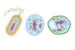Citoplazma: opredelitev, funkcije v evkariontih