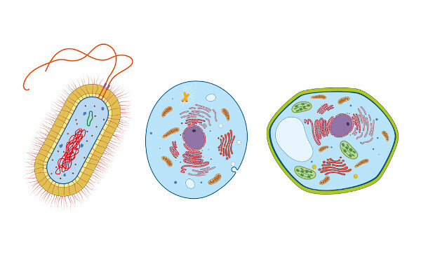 Cytoplazma: definícia, v eukaryotoch, funkcie
