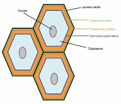Caracteristicile peretelui celular