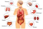 İnsan vücudunun organları: ne oldukları ve işlevleri