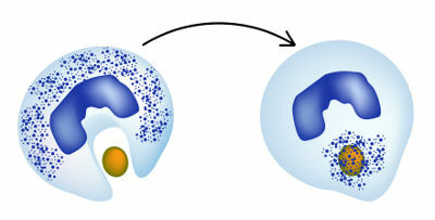 Leukocytes can carry out the phagocytosis process, in which invading particles are digested