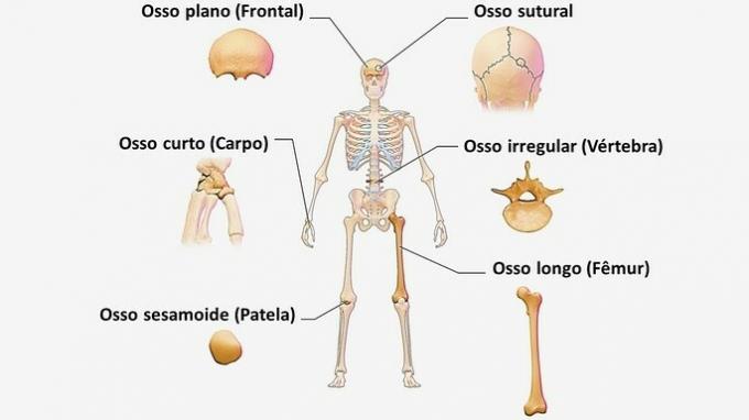 Classification of bones in the human body and examples