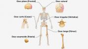 Skeletal system: bones and their classification