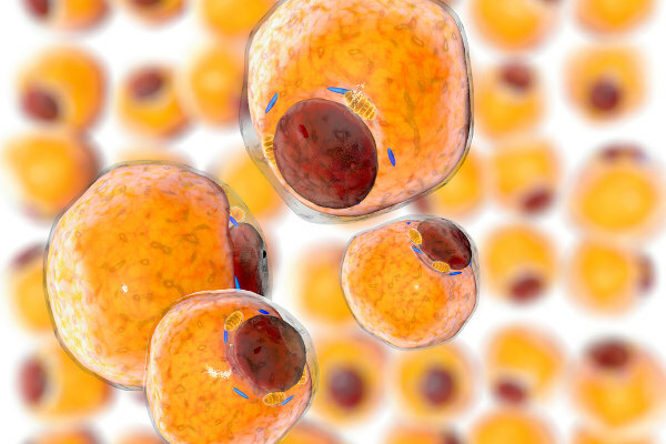 Adipocytter er celler som lagrer fett og danner fettvev.