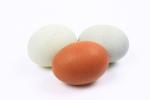 Цвет куриного яйца