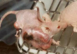 Rats are the Preferred Guinea Pigs in Laboratories