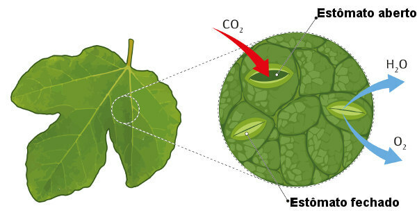 Fotosyntese: oppsummering, trinn, ligning, tankekart