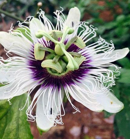 Betydningen av Passionflower Flower (Hva det er, konsept og definisjon)