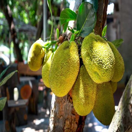 Frukt som odlas i Italien får titeln tyngst i världen; se bilderna