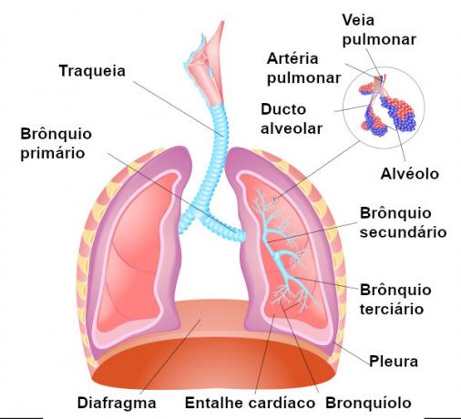 気管支：それらが何であり、どのように機能するか、炎症