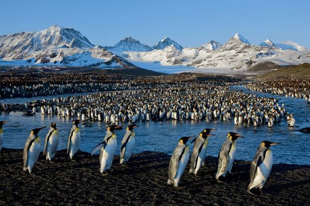 penguin reproductive colony