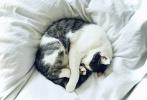 Waarom slapen katten altijd op de voeten van hun baasje? hier begrijpen