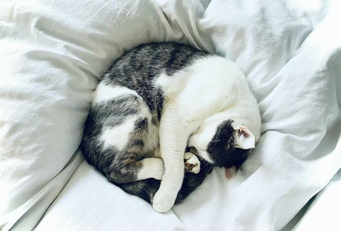 Hvorfor sover katter alltid på eierens føtter? forstår her