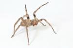 Păianjen Armada: ce este, ce mănâncă, unde trăiește