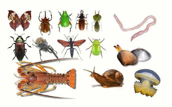 Kingdom Animalia: Invertebrates and Strings