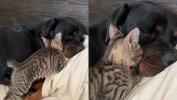 Cat heeft een verrassend initiatief als hij een slapende Rottweiler ziet
