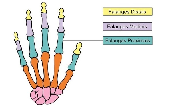 Bones of the hand: function, names and location