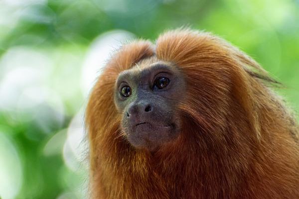 القرد: ما هم ، التهديدات ، الأهمية ، الأنواع