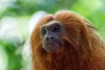 Monkey: vad de är, hot, betydelse, arter