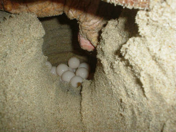 nest with turtle eggs
