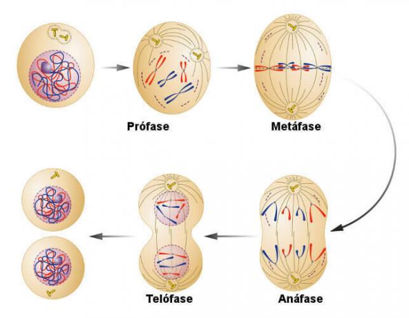 Kijk goed naar een schema dat de fasen van mitose weergeeft.