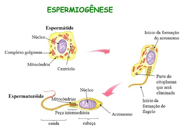 Spermiogenese-Prozess
