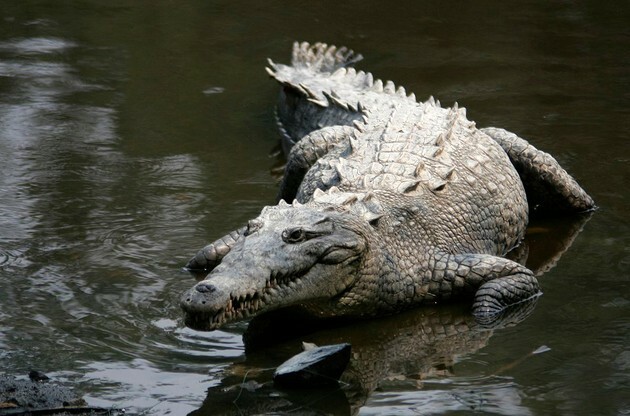 Americký krokodýl (Foto: Tomás Castelazo Wikimedia)