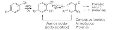 Oxidatiereactie van fenolische verbindingen gekatalyseerd door polyfenoloxidase
