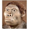 Meaning of Homo habilis (What it is, Concept and Definition)