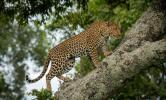 Leoparder: hvordan de er, hvor de bor og hvad de spiser