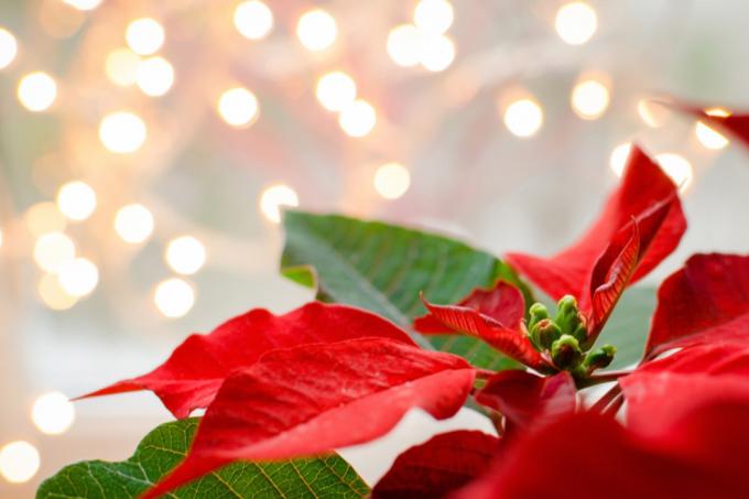Alternatives au sapin de Noël: 7 plantes pour décorer votre maison à Noël