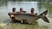 Şok edici! Adam yaklaşık 200 kg ağırlığındaki dev ve nadir yayın balığı yakalar