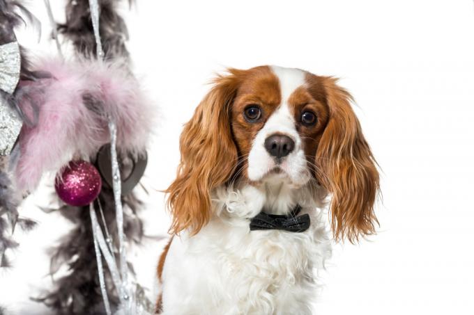 Cavalier King Charlesi spanjel