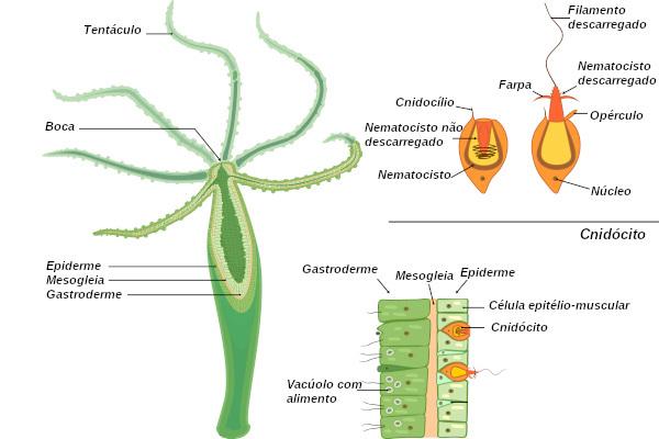 Perhatikan beberapa struktur yang ada dalam tubuh cnidarian.