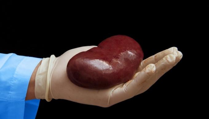 Organs that can be donated while alive