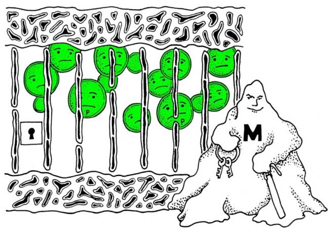 Zuzmó - egyes esetekben a lehetséges parazitizmus kapcsolata, ahol a gomba (fekete-fehérben) csapdába ejti az algákat (zöld színben) (kép Ahmadjan 1993-ból, mod.)