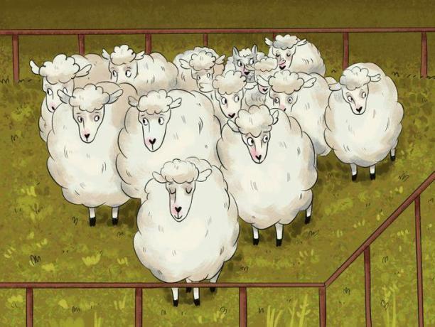 Can you spot the wolf hiding among the group of sheep?