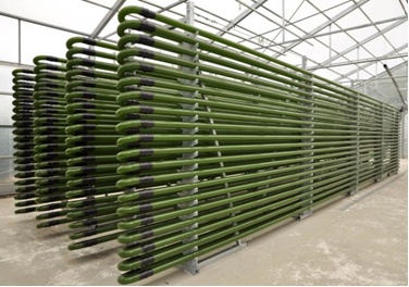 Tubular photobioreactor for the culture of microalgae and other photosynthetic organisms
