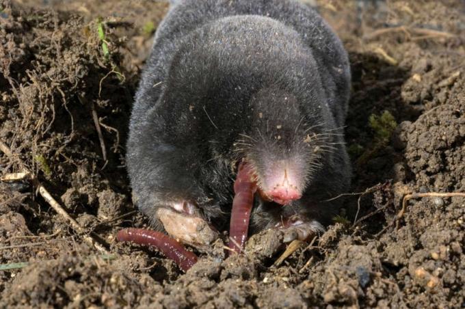 Mole feeding.