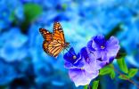 Endangered butterflies offer hope for a comeback