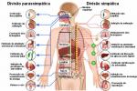 Sinir sistemi: organlar, fonksiyonlar, CNS x SNP, özet