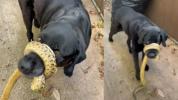 코에 뱀이 감겨있는 개를 발견하면 어떻게 하시겠습니까?