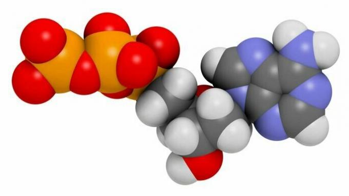 ATP (trifosfato de adenosina): ¿qué es y cuál es su función?