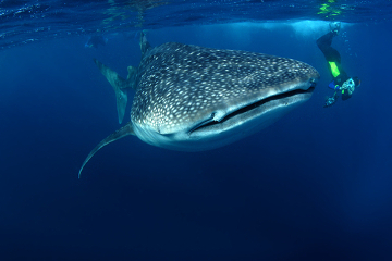 Balina köpekbalığı. Balina köpekbalığı hakkında merak edilenler